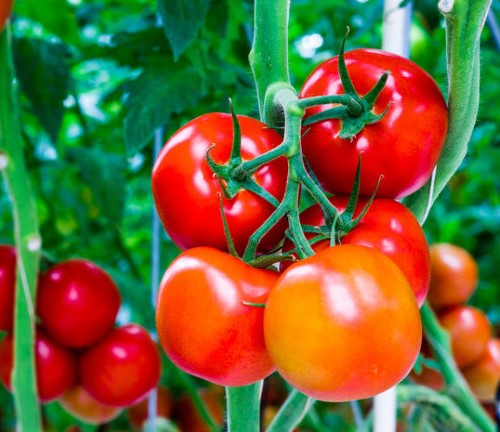 Nên ăn bao nhiêu quả cà chua một ngày?
